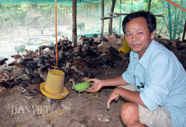 Làm giàu từ chăn nuôi: Gà thả vườn trên đệm sinh học, chưa thấy ế - 1