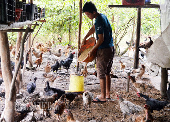 Làm giàu từ chăn nuôi: Gà thả vườn trên đệm sinh học, chưa thấy ế - 2