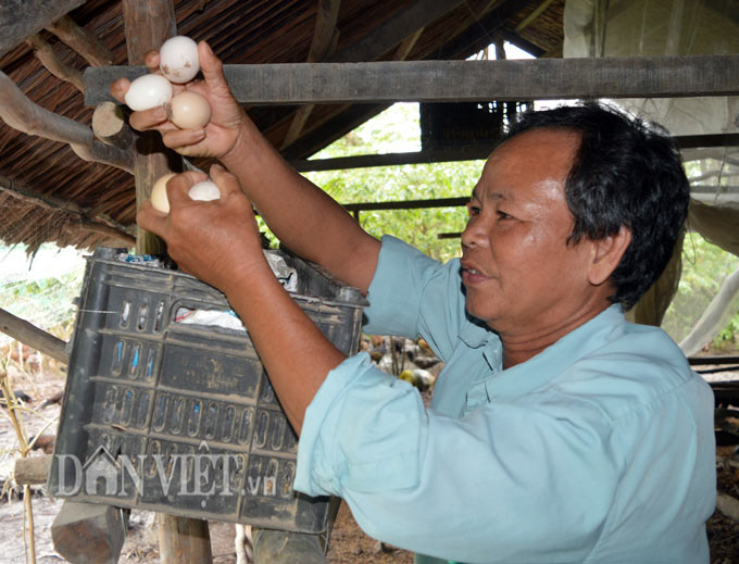 Làm giàu từ chăn nuôi: Gà thả vườn trên đệm sinh học, chưa thấy ế - 4