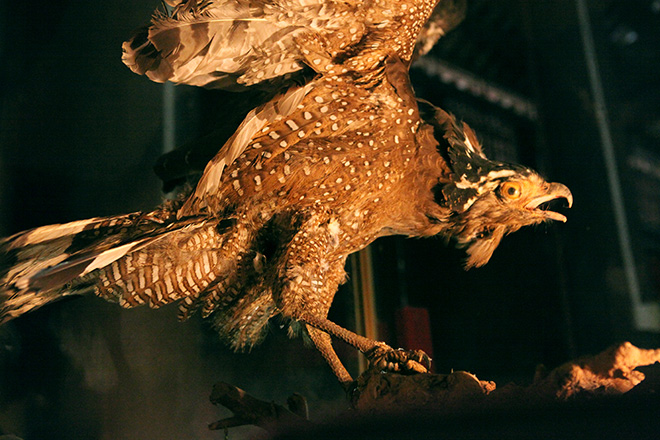 Chuyện chưa biết về "cụ" đại bàng được ướp xác độc nhất Thủ đô - 6