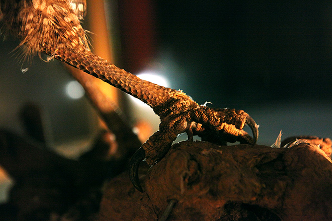 Chuyện chưa biết về "cụ" đại bàng được ướp xác độc nhất Thủ đô - 5