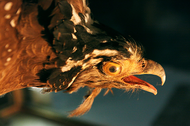 Chuyện chưa biết về "cụ" đại bàng được ướp xác độc nhất Thủ đô - 4