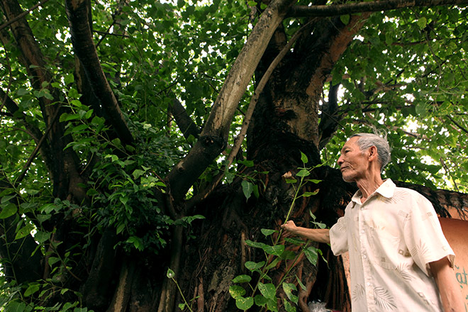 Chuyện chưa biết về "cụ" đại bàng được ướp xác độc nhất Thủ đô - 8