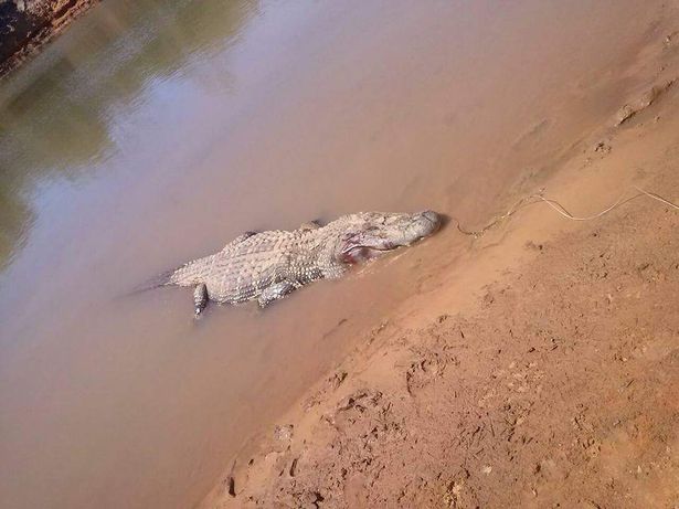 Brazil: Mổ bụng cá sấu thấy thi thể người bên trong - 1