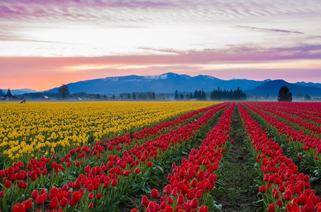 1. Thung lũng hoa Tulip ở Skagit, Washington State: Bắt đầu từ ngày 1/4, hàng trăm ngàn du khách đổ đến các cánh đồng hoa tulip này để chiêm ngưỡng những bông hoa tuyệt đẹp với đủ các màu sắc nằm trên những cánh đồng hoa bát ngát đang vào mùa nở rực rỡ nhất.