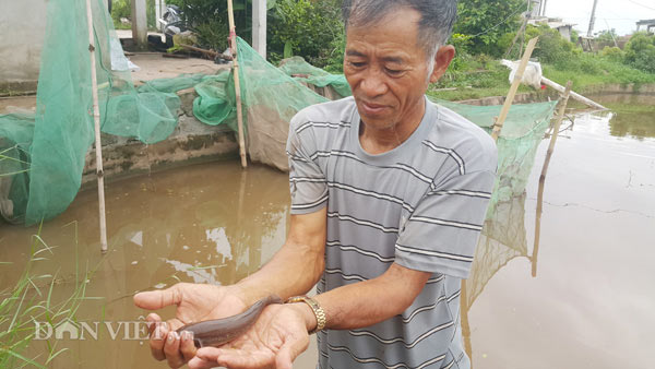 Làm giàu ở nông thôn: Rắc muối &#34;thả thính&#34; cá bớp &#34;bốn mắt&#34;, thu trăm triệu/năm - 1