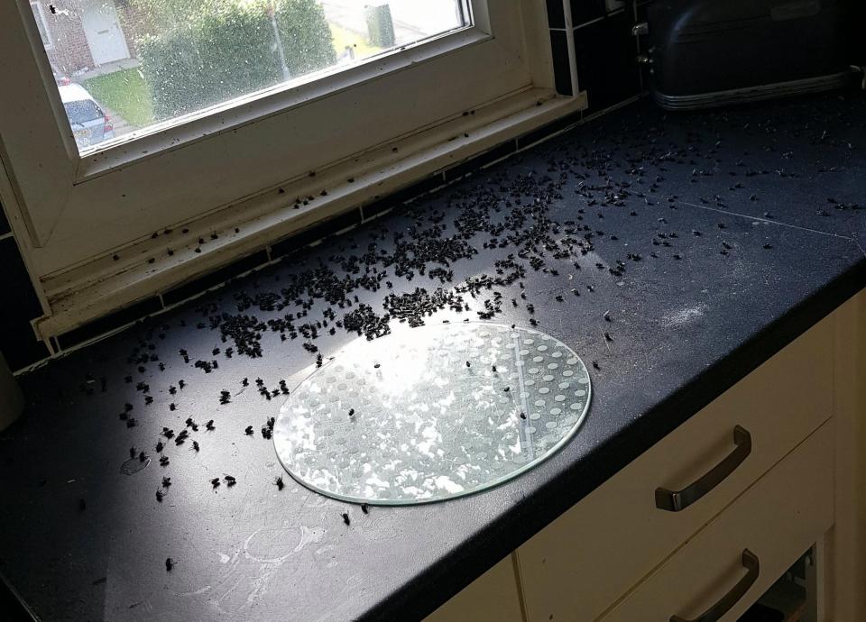Hàng ngàn ruồi và dòi kéo đến đầy nhà vì lý do rùng rợn - 1