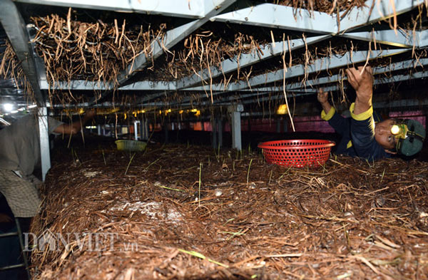 Đi mượn 260m2 trồng nấm rơm kiểu mới, mỗi tháng lãi 15 triệu đồng - 1