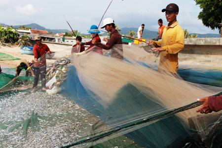 Gặp đàn cá cơm dày đặc, ngư dân Ninh Thuận hốt bạc triệu - 1