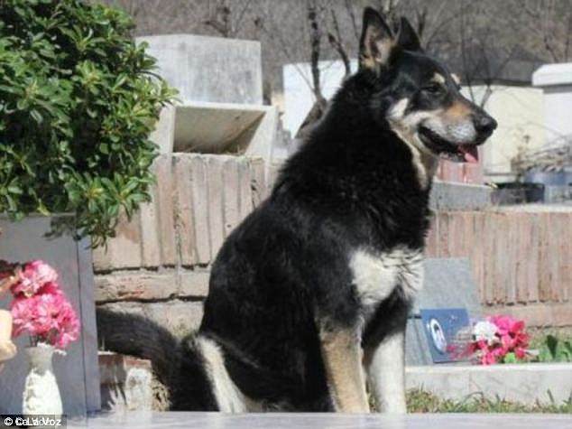Chủ chết, chó tự tìm ra mộ rồi nằm bên cạnh suốt 10 năm - 1