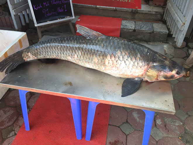 Bắt được cá trắm “khủng”, dài gần 1,5m trên hồ Thác Bà - 1