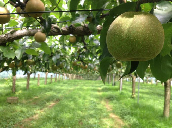 Trái lê Kousui Nhật Bản lần đầu được xuất khẩu sang thị trường Việt Nam - 4