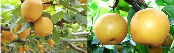 Trái lê Kousui Nhật Bản lần đầu được xuất khẩu sang thị trường Việt Nam - 5