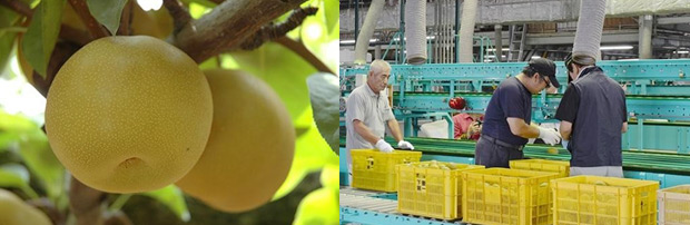 Trái lê Kousui Nhật Bản lần đầu được xuất khẩu sang thị trường Việt Nam - 6