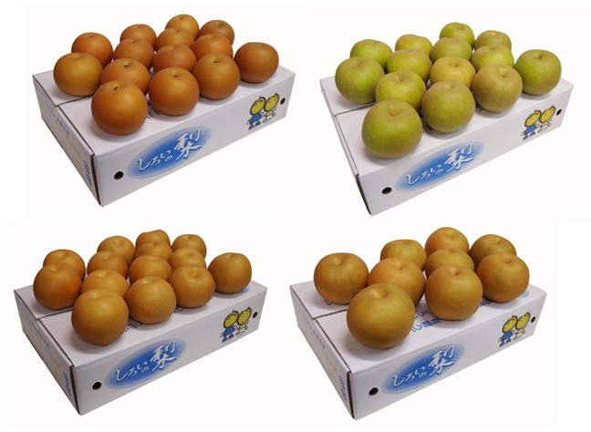 Trái lê Kousui Nhật Bản lần đầu được xuất khẩu sang thị trường Việt Nam - 7