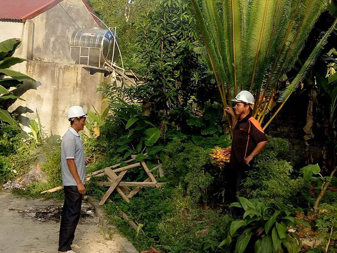 Cây vạn tuế “đẻ” 400 “trứng vàng” sắp vào tay đại gia với giá &#34;khủng&#34; - 5