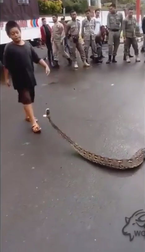 Bé trai Indonesia đem mạng sống ra giỡn trước mõm rắn khổng lồ - 1