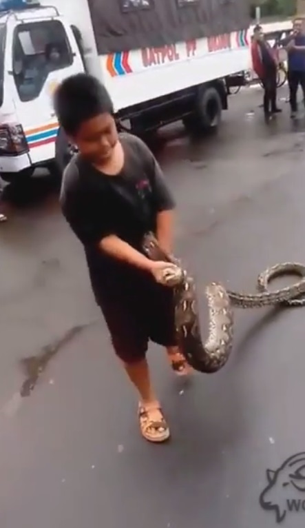 Bé trai Indonesia đem mạng sống ra giỡn trước mõm rắn khổng lồ - 2