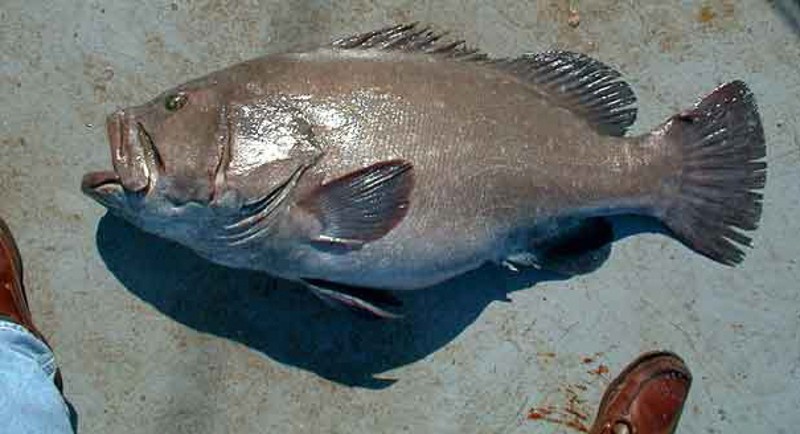 Mỹ: Lặn biển, bắt được cá mú khổng lồ to gấp đôi người - 5