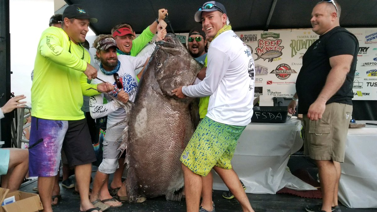 Mỹ: Lặn biển, bắt được cá mú khổng lồ to gấp đôi người - 4