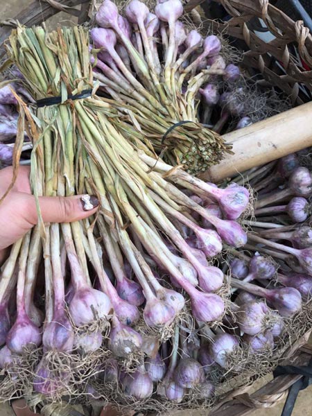 Tỏi tía ngon hảo hạng trồng nơi mây mù nhưng... giá siêu rẻ - 2