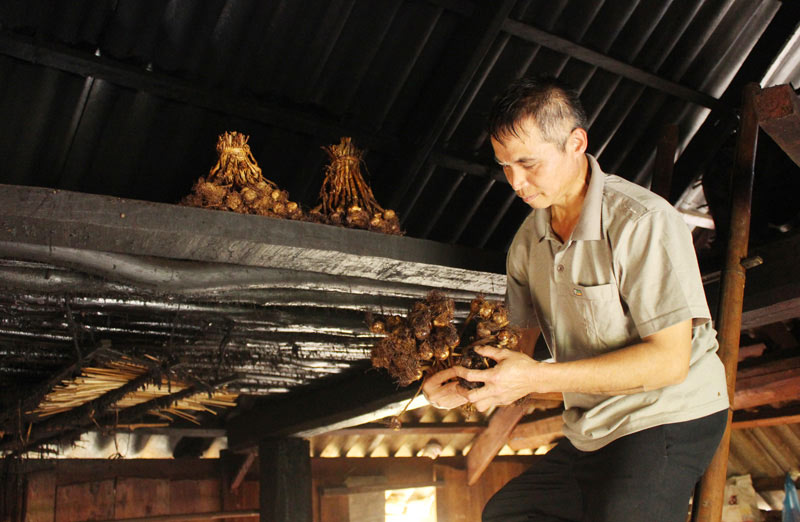 Tỏi tía ngon hảo hạng trồng nơi mây mù nhưng... giá siêu rẻ - 3