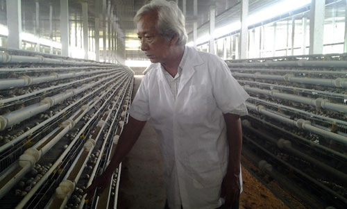 Lão nông xuất khẩu 200.000 trứng tí hon, lãi 12 triệu đồng mỗi ngày - 1