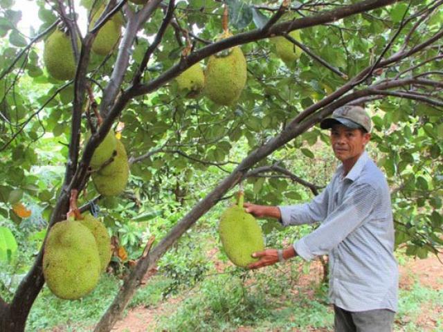 Rủ nhau khai hoang trồng mít, 2 nông dân U60 ngồi đếm quả ra tiền