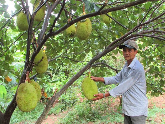 Rủ nhau khai hoang trồng mít, 2 nông dân U60 ngồi đếm quả ra tiền - 3