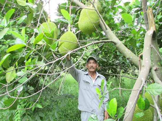 Rủ nhau khai hoang trồng mít, 2 nông dân U60 ngồi đếm quả ra tiền - 4