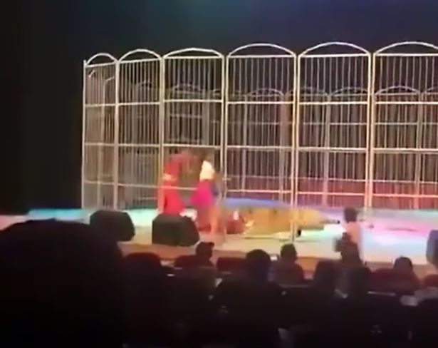 Video: Hổ cắn xé người huấn luyện trước mắt khán giả ở TQ - 1