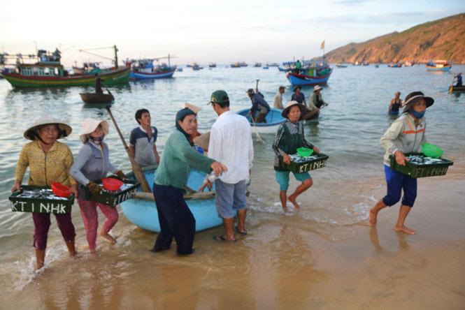 Bình Định: Ngư dân Nhơn Lý trúng đậm cá nục - 4