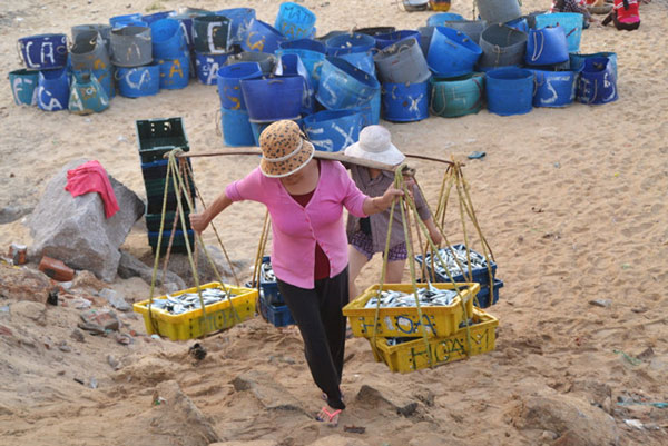 Bình Định: Ngư dân Nhơn Lý trúng đậm cá nục - 6