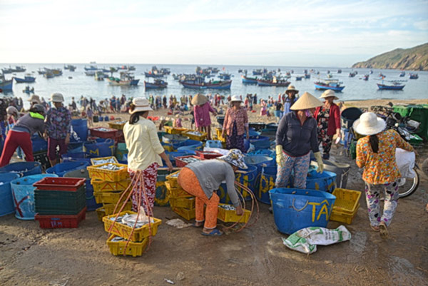 Bình Định: Ngư dân Nhơn Lý trúng đậm cá nục - 8