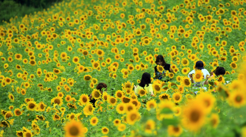 Du khách ùn ùn kéo đến làng hoa hướng dương đẹp sững sờ ở Hàn Quốc - 1