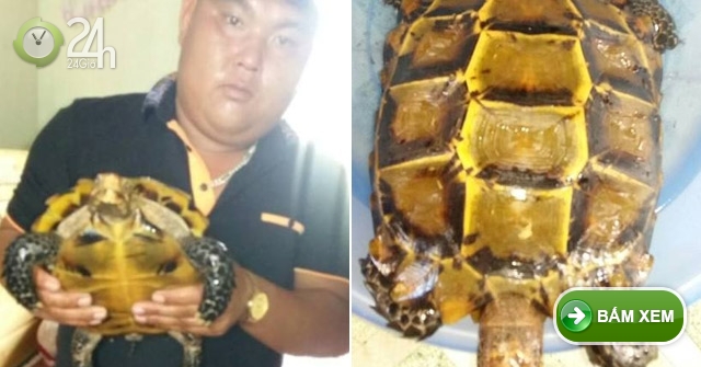 Từ chối bán rùa vàng "bạc tỷ" và sự thật bất ngờ - 24H