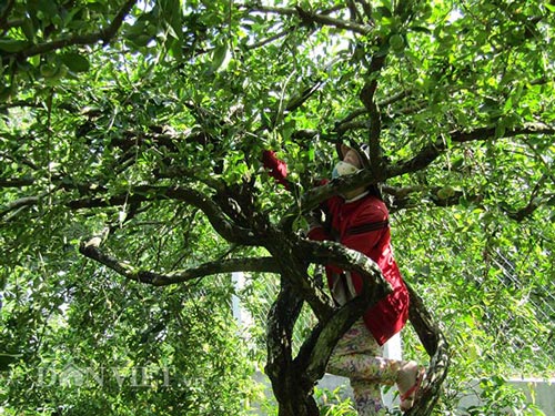 Về "vương quốc" sơ ri: Đỏ đỏ, xanh xanh, nhanh nhanh hốt bạc - 1