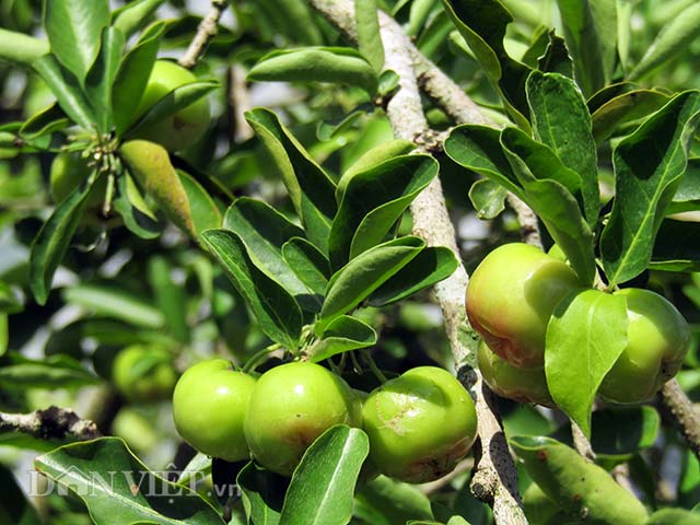 Về "vương quốc" sơ ri: Đỏ đỏ, xanh xanh, nhanh nhanh hốt bạc - 2