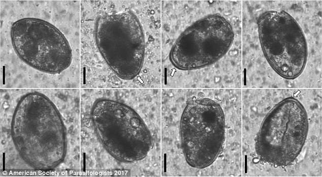 Hàn Quốc: Phát hiện trứng sán trong gan xác ướp 375 tuổi - 3