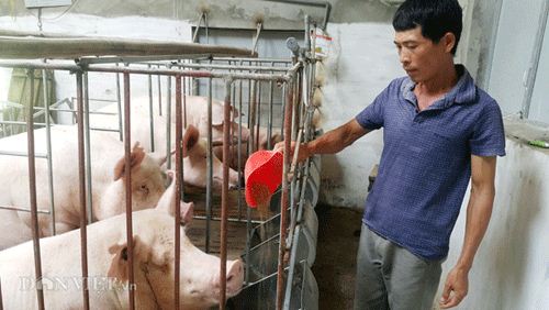Bài học từ khủng hoảng giá lợn: Mắc kẹt ở khâu nào? - 1