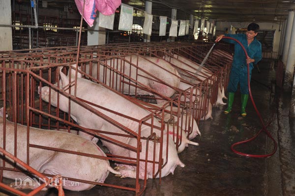 Bài học từ khủng hoảng giá lợn: Mắc kẹt ở khâu nào? - 2