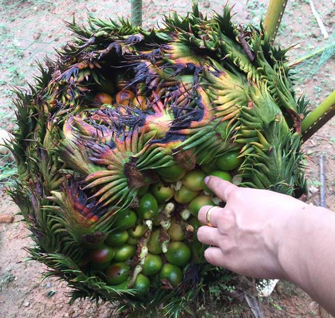 Nóng 24h qua: Tiết lộ cuộc sống của nữ ve chai nhặt 11 cây vàng 8 năm trước - 2