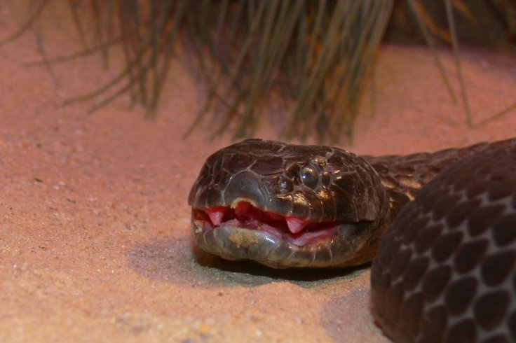 Loài rắn kịch độc đến mức 10 triệu năm không cần tiến hóa - 1