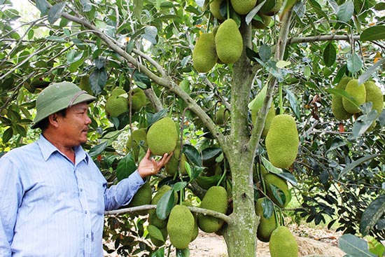 Làm giàu ở nông thôn: Trang trại tổng hợp, nuôi con, trồng cây gì cũng lãi khá - 2