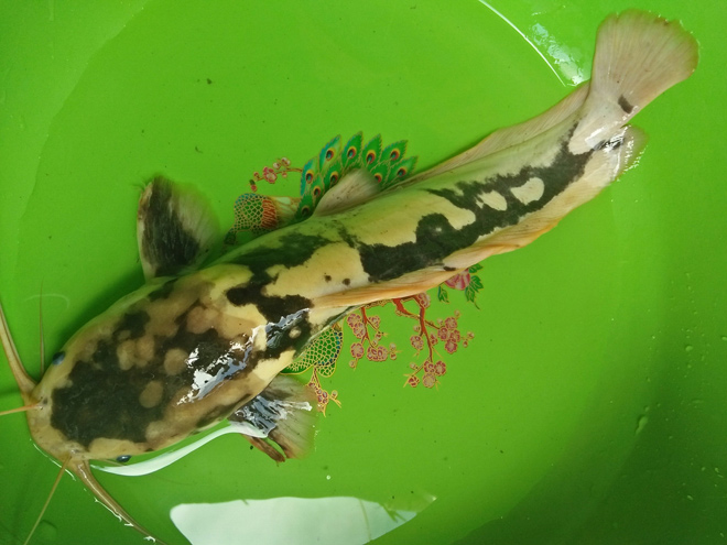 Cá trê bông trắng đen hiếm gặp lọt lưới của người dân - 1