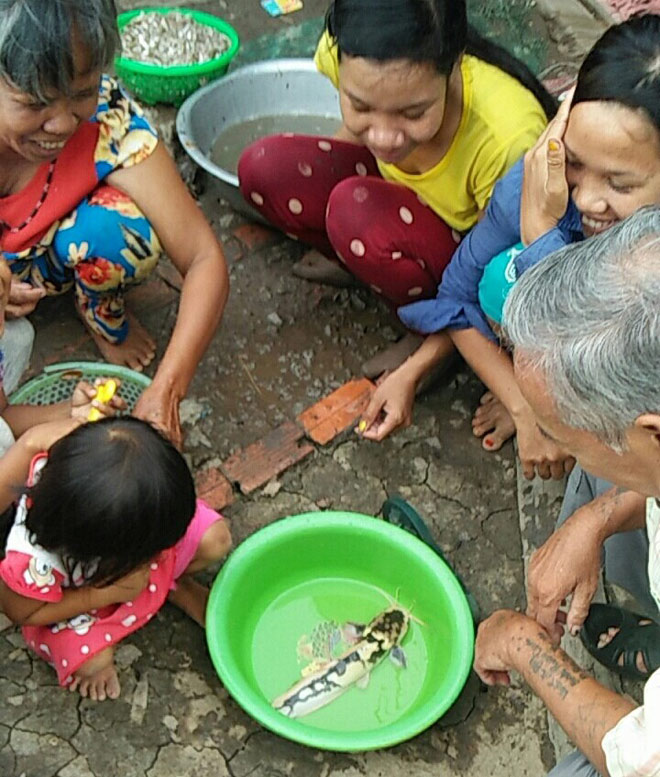 Cá trê bông trắng đen hiếm gặp lọt lưới của người dân - 2