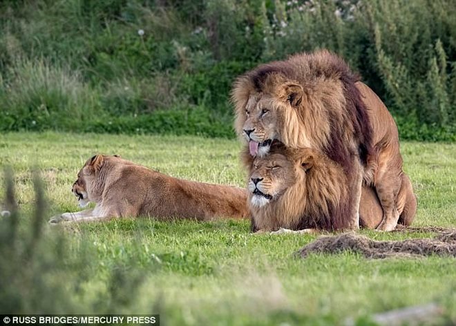 Sư tử đực đồng tính quấn quýt yêu nhau, sư tử cái ngao ngán ngoảnh mặt - 1