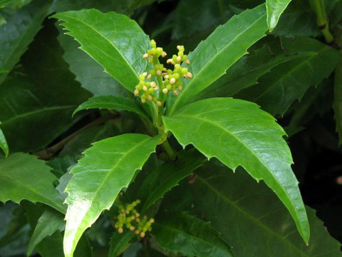 Tất tần tật về bệnh vẩy nến da đầu mà bạn chưa biết - 2