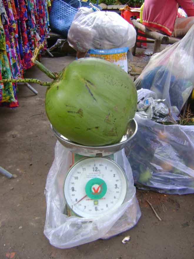 Ngỡ ngàng trái dừa khủng nặng gần 8 kg - 1