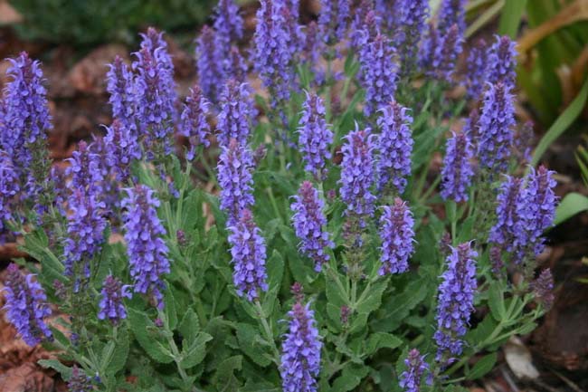 5 thảo mộc "đánh bay" mùi cơ thể - 4